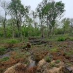 Tackling the impact of climate change on ancient woodland