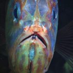 Call for countries to support a moratorium on deep-sea mining