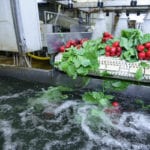 Report urges food and beverage industry to adopt water best practice