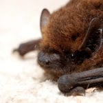 Engineer uses sonar tech to promote bat conservation