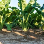 Re-introduction of sugar beet to Scotland takes significant step forward