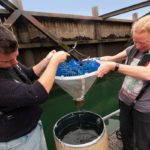 Using mussels to clean up microplastics: UK laboratory trials nature-based solution