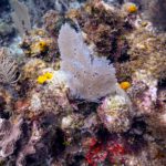 When ecological change is irresistable: Paper presents three possible strategies