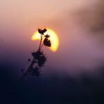 Nature-friendly planning reform needed as over half of English Local Authorities missed legal deadline on actions to restore nature