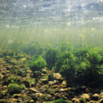 World’s lakes losing oxygen rapidly as world warms, says study