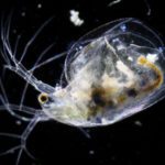 Study supports using waterfleas to remove pollutants from wastewater