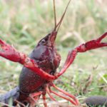 Invasive species cost UK economy over £5 billion over past 40-50 years