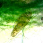 Using microorganisms to appraise water quality within minutes