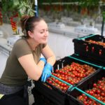 Carbon-capturing glasshouses grow greener tomatoes, says firm