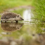 Seminars to help construction industry protect wild habitats in urban areas
