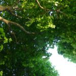 How trees can help reach net zero: UK project launches