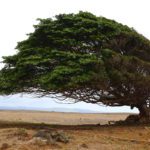 New study will explore if a tree’s ‘memory’ can increase its resilience