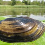 Medical drugs harmful to invertebrates in UK waterways