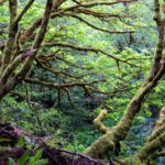 $1 trillion opportunity for mass-scale forest restoration, says report