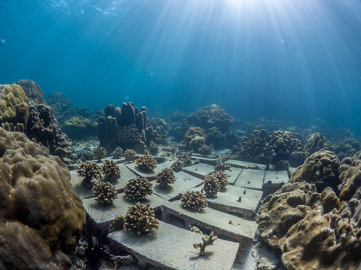 lever Human uregelmæssig A nature-based adaptive approach to boosting coral restoration | Envirotec