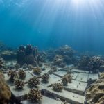 A nature-based adaptive approach to boosting coral restoration