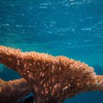 Rising sea temperatures and coral loss: “Most detailed scientific picture to date”