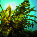 Seaweed: a model solution for fighting climate change, says group