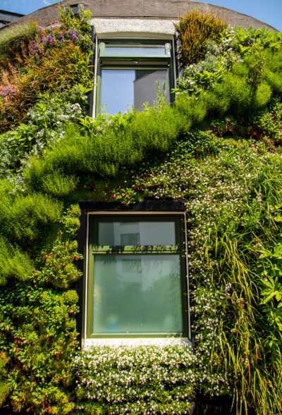 Living-wall-at-Plymouth-Sustainability-Hub