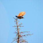 From ambition to biodiversity action: Time to hold actors accountable