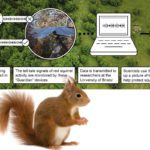 Uncovering the mysteries of squirrel decline Squirrel infographic