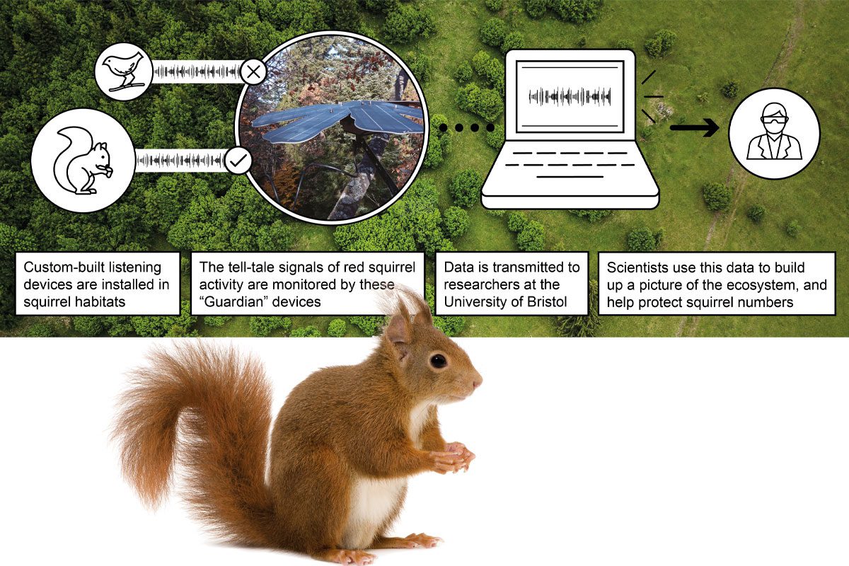 Squirrel infographic
