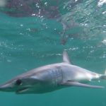 A reprieve for mako sharks in the North Atlantic