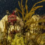 The transition to EVs cannot come at the expense of the ocean