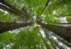€20 million project targets fibre-based sustainable packaging trees