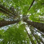 Report highlights “glaring gap in the UK’s Net Zero Strategy” trees
