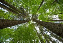 €20 million project targets fibre-based sustainable packaging trees
