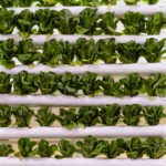 What is vertical farming? Why is it growing in the UK?