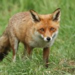 Research unmasks the true culprit in the so-called ‘Croydon Cat Killer’ case