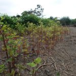 Dealing sensibly with knotweed (with a nod to emissions)