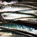 Government set to license fishing vessels for continued bottom trawling in UK Marine Protected Areas in 2022