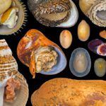 Almost two-thirds of species at deep-sea hydrothermal vents are at risk of extinction