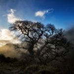 Loss of tree species has cumulative impact on biodiversity