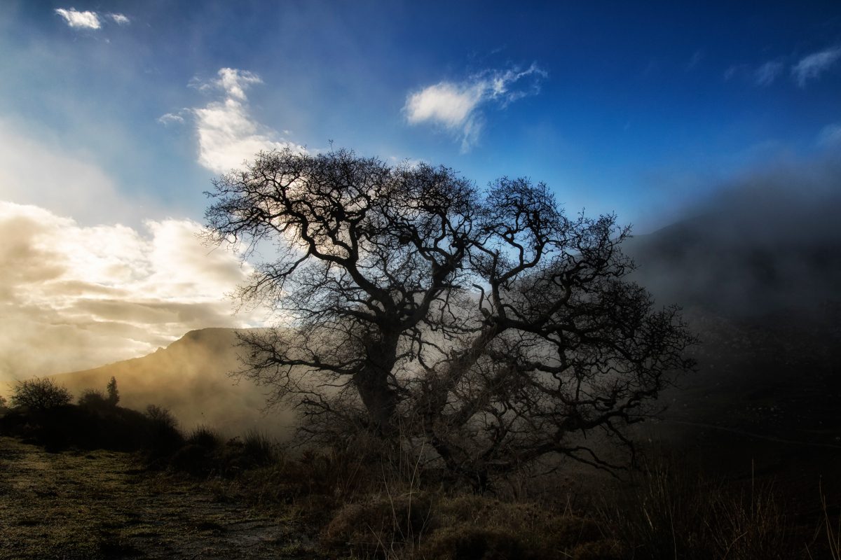 oak-tree-in-the-mist