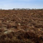 Satellite images prompt felling trees to help peatlands recover