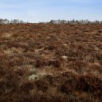 Heather burning on peatland: UK government proposals will introduce ban