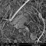 Micropollutants under the (electron) microscope: Project reveals drainage detritus