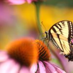 Air pollution significantly reduces pollination by confusing butterflies and bees