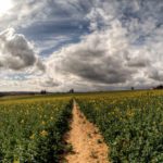 “Radical” rhetoric of farming reform promising, but lack of details and urgency still puts nature at risk, say UK nature charities