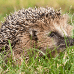Superbug MRSA arose in hedgehogs long before clinical use of antibiotics