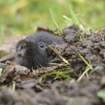 Interactive map will help protect one of the UK’s most threatened mammals