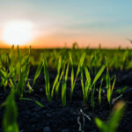 Project sets out to create compostable crop sensors