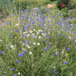 Small garden? No problem!: ‘Mini-meadows’ can make rich habitats for pollinators, says study