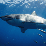 Climate change will reshuffle marine ecosystems in unexpected ways