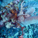 Reseach finds a genomic time machine in sea sponges
