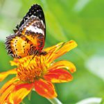 Climate and agriculture halve insect populations in some areas, warns UCL study